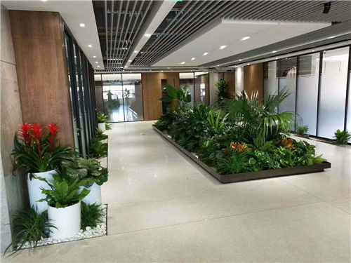 绿植租售