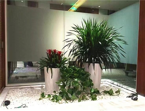 绿植租售
