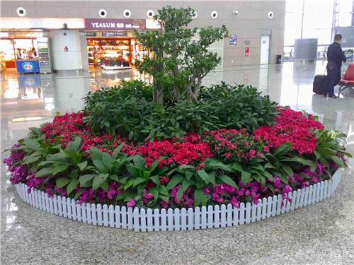 绿植租售
