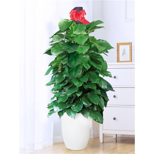 绿植租售