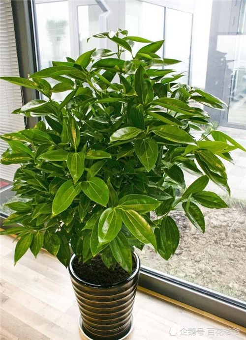 绿植租售