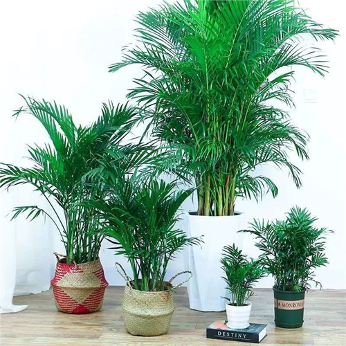 绿植租售
