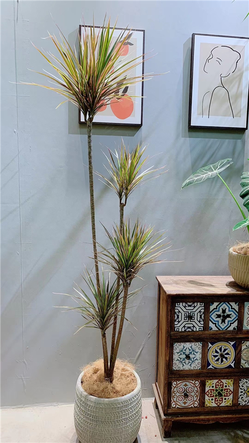 绿植租售