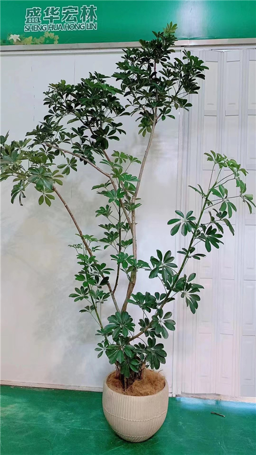绿植租售