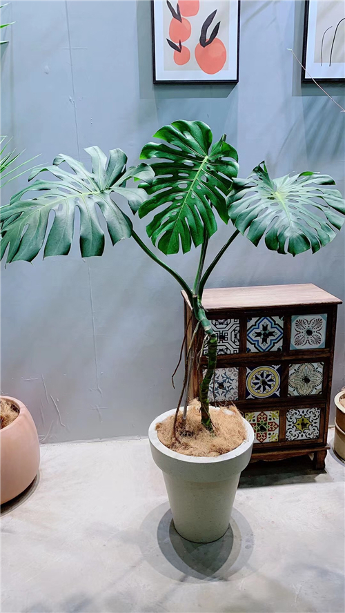 绿植租售