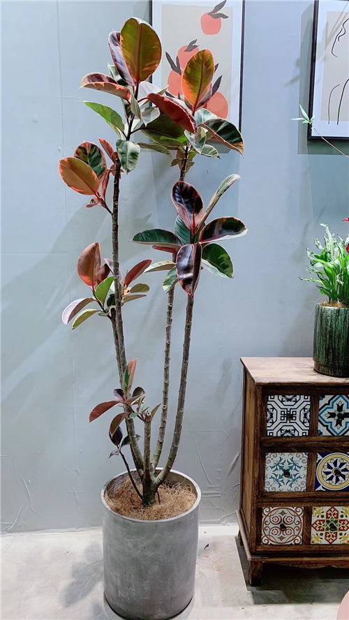 绿植租售