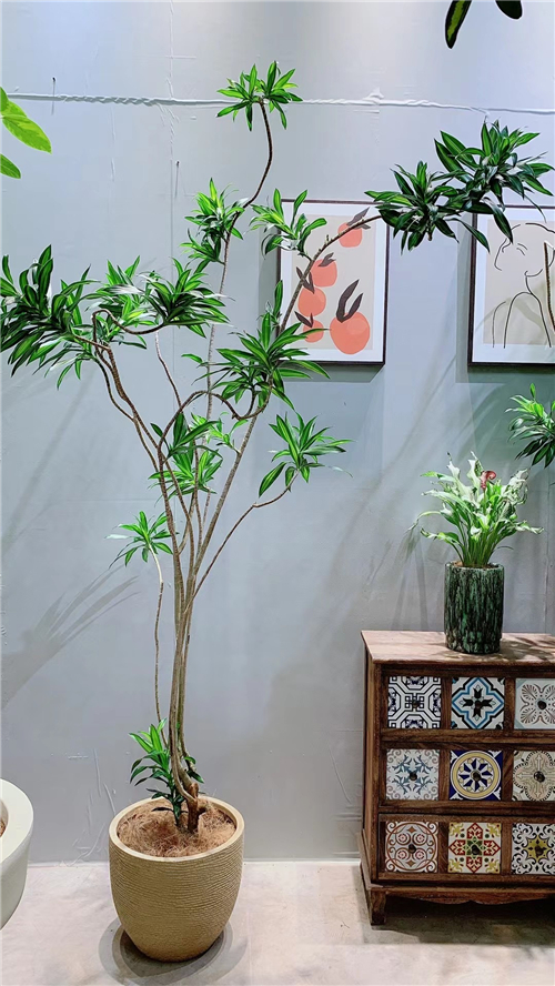 绿植租售