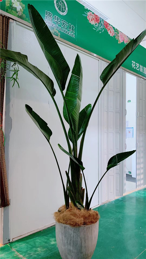 绿植租售