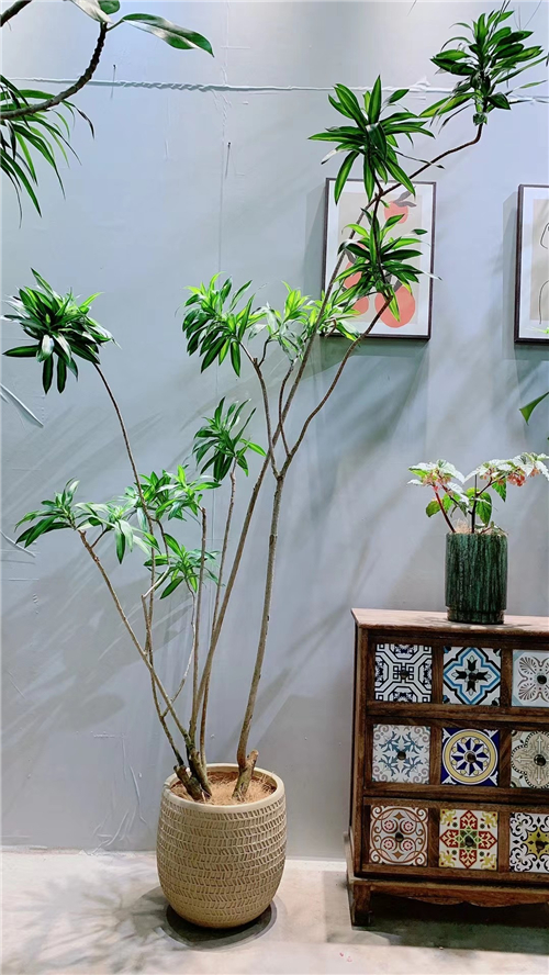 绿植租售