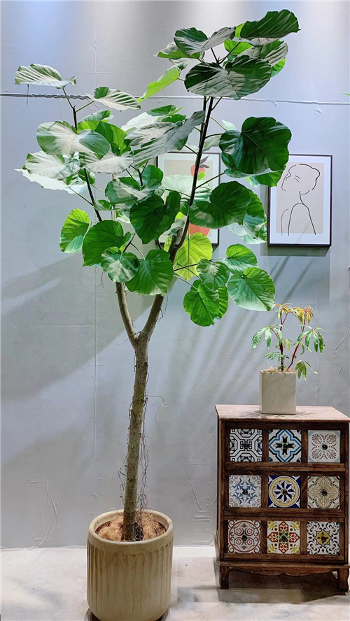 绿植租售