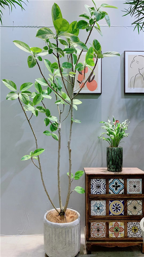 绿植租售
