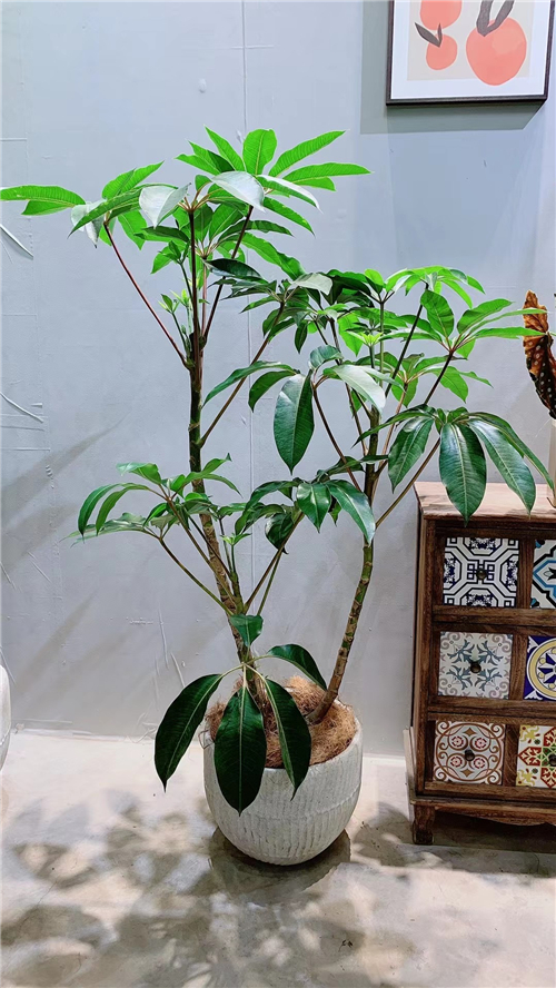 绿植租售