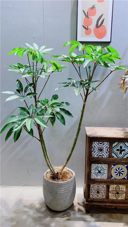 绿植租售