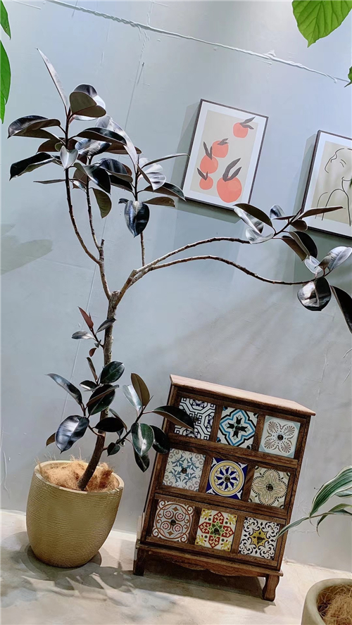 绿植租售