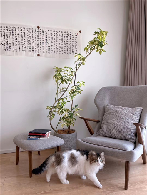 绿植租售
