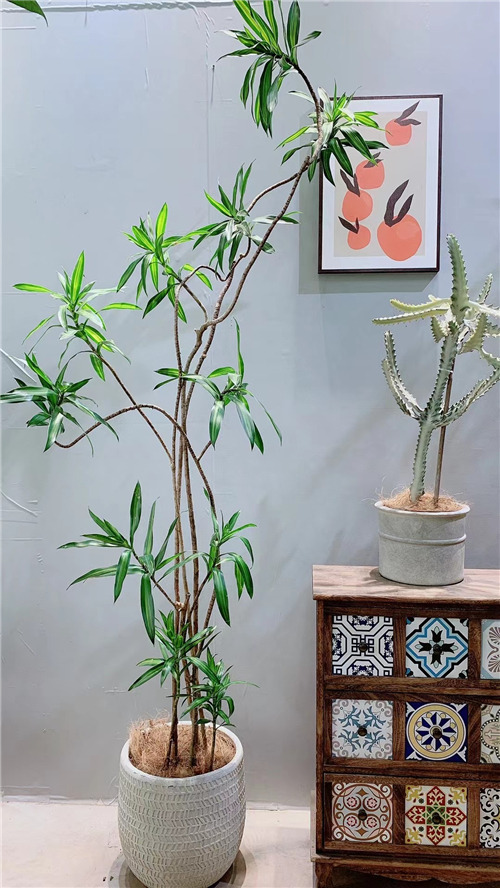 绿植租售