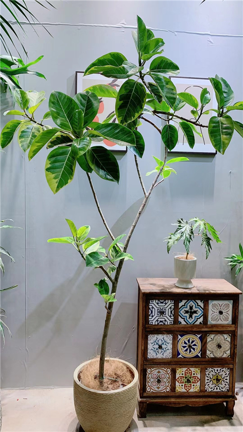 绿植租售