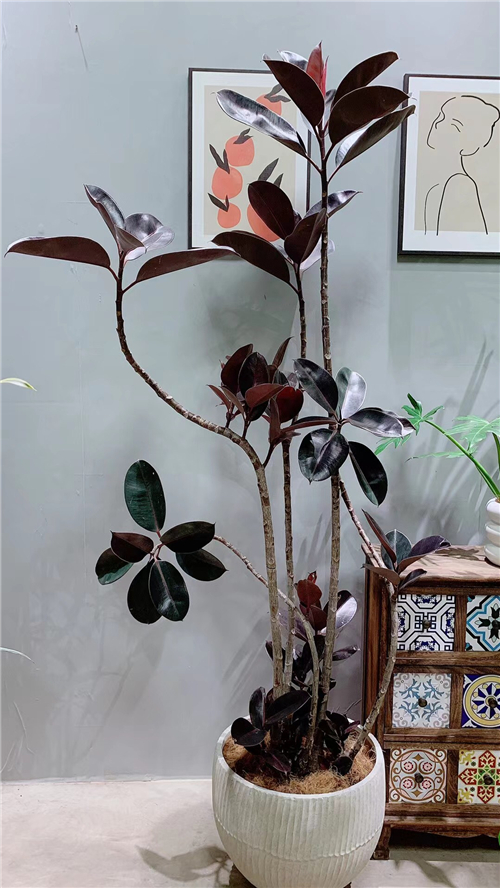 绿植租售