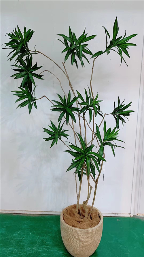 绿植租售