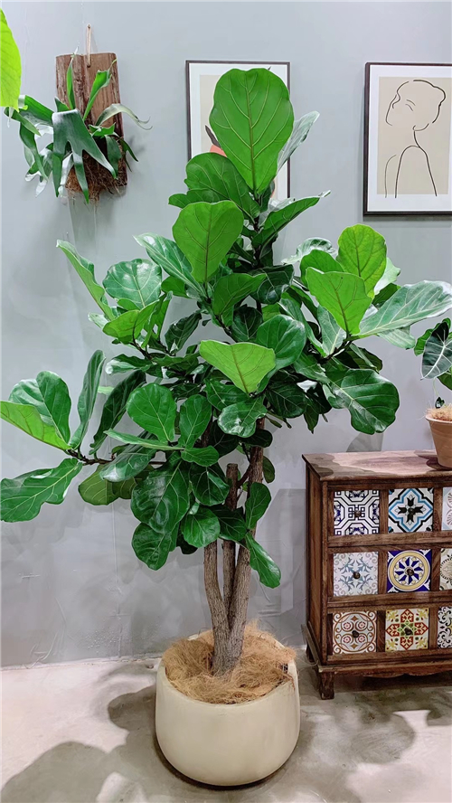 绿植租售