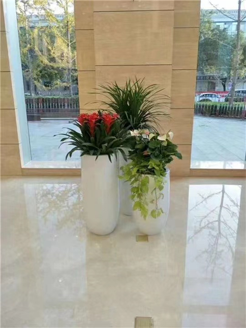 绿植租售
