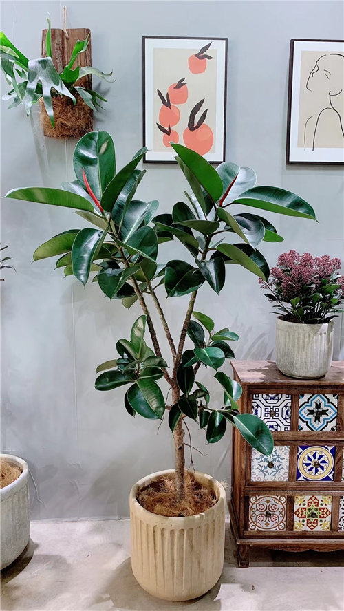 绿植租售