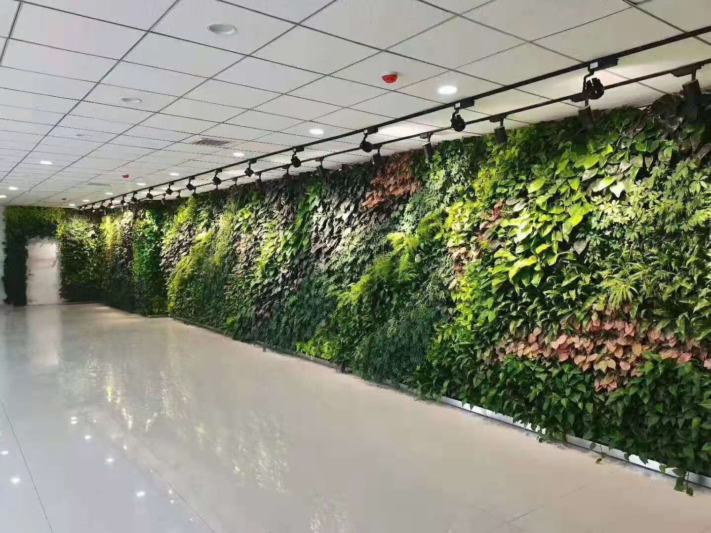 绿植墙