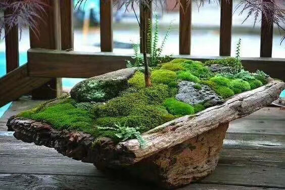 植物软装